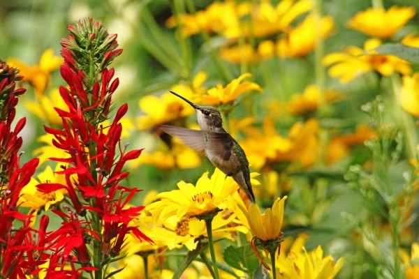 Hummers Love Red by Deb Oppermann